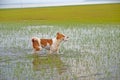 Dog playing water in Thailand Royalty Free Stock Photo