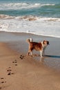 Dog playing in waves at Pouawa surf beach, New Zealand Royalty Free Stock Photo