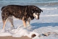 Dog playing in waves at Pouawa surf beach, New Zealand Royalty Free Stock Photo