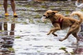 A dog playing on the wet streets after rain