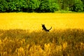 Dog playing in the wheat field Royalty Free Stock Photo