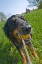 Dog playing with an yellow ball Royalty Free Stock Photo