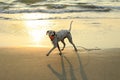 Dog Plays with a ball at the beach