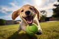 dog plays with a ball: A beautiful dog walking and running. Generative AI