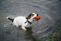 Dog plays with a ball in the river