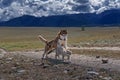 Dog plays with cat on walk. Husky dog caught up with Siamese cat on country road, mountain landscape. Friendship cat and dog.