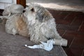 Dog plays with an empty  toilette paper  roll Royalty Free Stock Photo