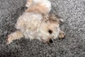 Dog plays exuberantly on a grey carpet Royalty Free Stock Photo