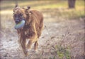 Dog plays in the park with the ball Royalty Free Stock Photo