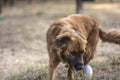 Dog plays in the park with the ball Royalty Free Stock Photo