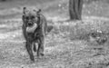 Dog plays in the park with the ball Royalty Free Stock Photo