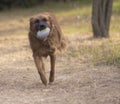 Dog plays in the park with the ball Royalty Free Stock Photo