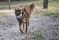 Dog plays in the park with the ball Royalty Free Stock Photo