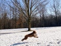 DOG PLAYS IN SNOW AT DUNDAS VALLEY CONSERVATION AREA Royalty Free Stock Photo