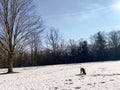 DOG PLAYS IN SNOW AT DUNDAS VALLEY CONSERVATION AREA Royalty Free Stock Photo