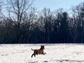 DOG PLAYS IN SNOW AT DUNDAS VALLEY CONSERVATION AREA Royalty Free Stock Photo