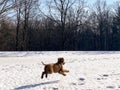 DOG PLAYS IN SNOW AT DUNDAS VALLEY CONSERVATION AREA Royalty Free Stock Photo