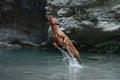 dog plays with water, jumps. Active Hungarian Vizsla in nature