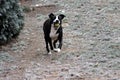 Dog Bulldog Plays in Winter Landscape Royalty Free Stock Photo