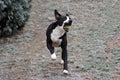 Dog Bulldog Plays in Winter Landscape Royalty Free Stock Photo