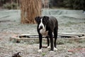 Dog Bulldog Plays in Winter Landscape Royalty Free Stock Photo