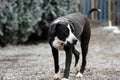 Dog Bulldog Plays in Winter Landscape Royalty Free Stock Photo