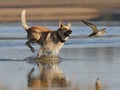 Dog and plover