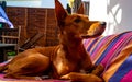 Podenco pretending to be interesting