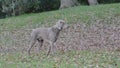 Dog poised to chase squirrel