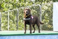 Dog poised to jump into pool Royalty Free Stock Photo