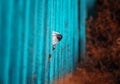 Funny  dog pokes his black nose in the crack of the wooden fence curiously sniffing Royalty Free Stock Photo