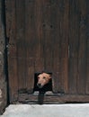 Dog poking his head through a hole Royalty Free Stock Photo