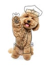 Contemporary artwork. One cute dog, Maltipoo sits and raises paw isolated on white studio background with drawings.