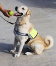 The dog-policeman . Royalty Free Stock Photo