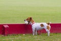 dog with polo ball Royalty Free Stock Photo