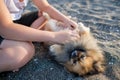 Dog of Pomeranian breed with golden hair and brown eyes lies on beach and plays with hands of unknown boy under sun Royalty Free Stock Photo