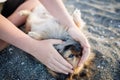 Dog of Pomeranian breed with golden hair and brown eyes lies on beach and plays with hands of unknown boy under sun Royalty Free Stock Photo