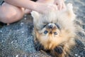 Dog of Pomeranian breed with golden hair and brown eyes lies on beach and plays with hands of unknown boy under sun Royalty Free Stock Photo