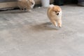 Dog that is pomeranian breeds, running at the concrete ground in front of the house Royalty Free Stock Photo