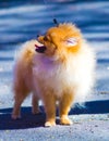 Dog pomeranian close-up