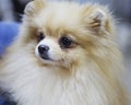 Dog Pomeranian cream color