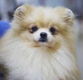 Dog Pomeranian cream color