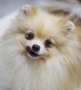 Dog Pomeranian cream color