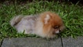 Dog, Pomeranian, Eating Grass