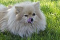 Dog Pomeranian Spitz licks his nose. puppy dog with tongue out. German Spitz smile and licked. dog clouseup