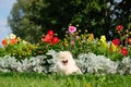 Dog pomeranian spitz sitting on blossom flowers. Portrait of smart white puppy pomeranian dog. Cute furry domestic animal sitting