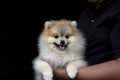 dog pomeranian spitz smiling while holded by man in black T Shirt on black background