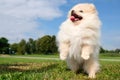 Dog pomeranian spitz standing on his hind legs on grass in public park. White puppy pomeranian smiling and looking up, sticking to Royalty Free Stock Photo