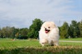 Dog pomeranian spitz walking on grass in public park. Royalty Free Stock Photo