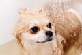 Pomeranian takes a shower and washes up. The spitz stands submissively under the pressure of the water. The dog is bathed